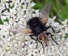 Tachina grossa